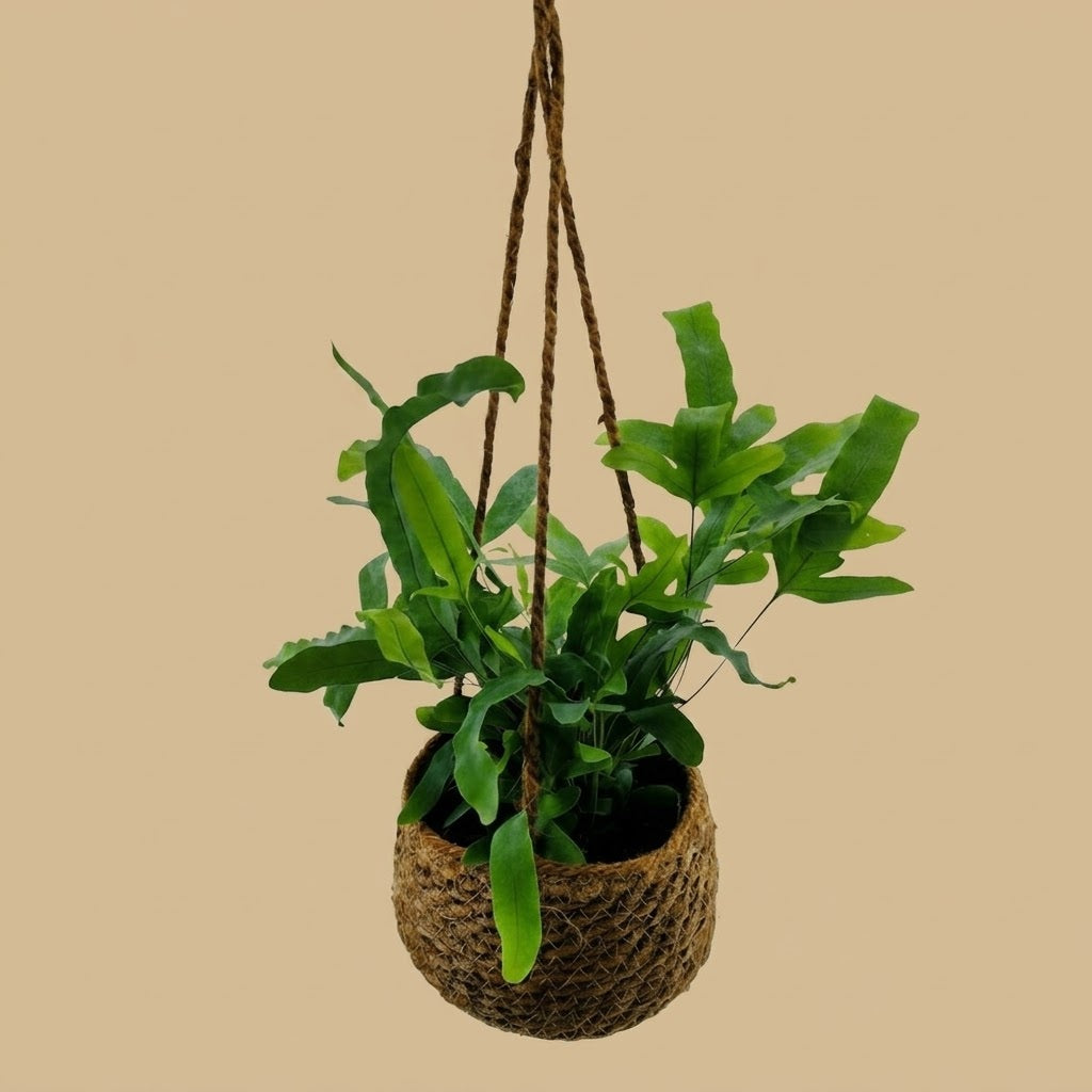 Plantes