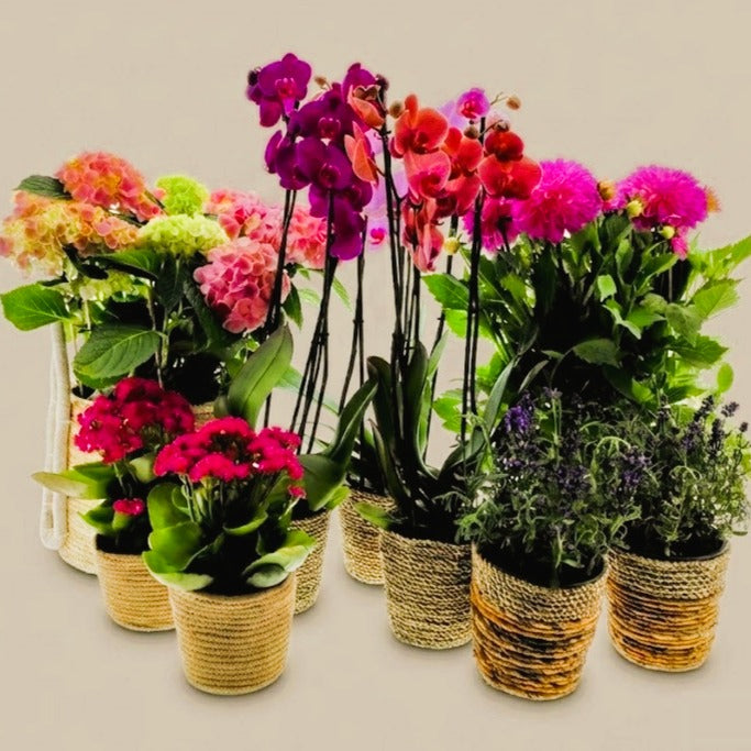 Plantes fleuries