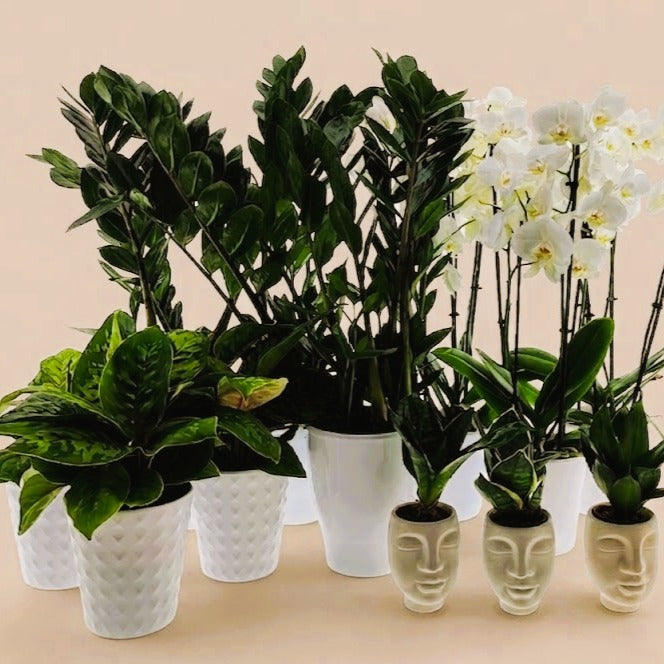 Plantes vertes d'intérieur