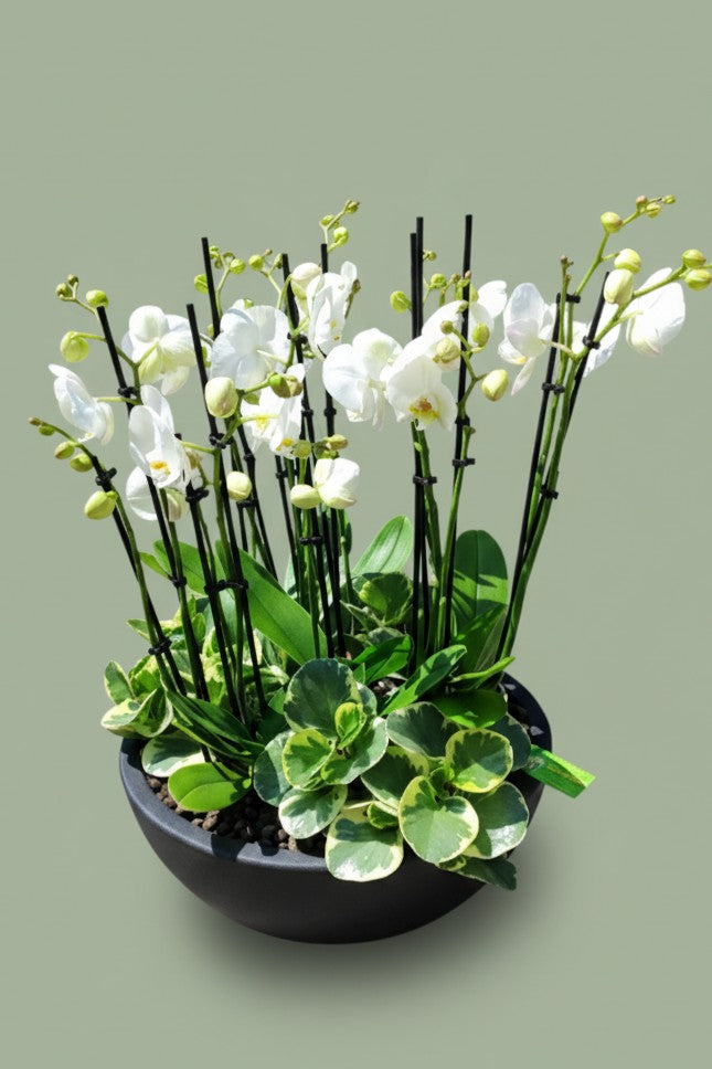 Montage de plantes intérieur avec orchidées 020