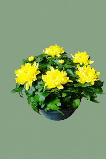 Chrysanthème dirigée