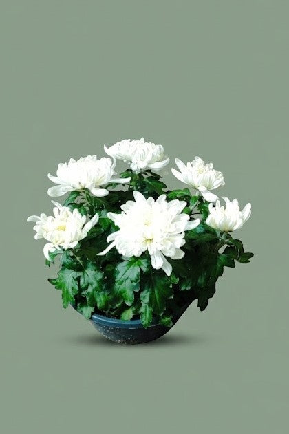 Chrysanthème dirigée