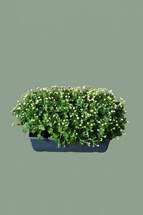 Jardinière de Chrysenthème