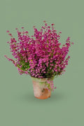 Bruyère (Calluna vulgaris)