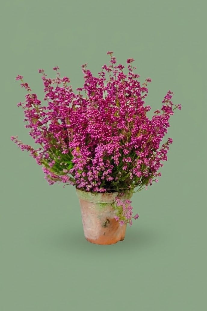 Bruyère (Calluna vulgaris)