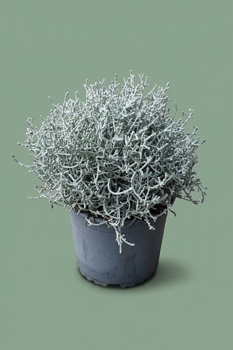 Calocephalus