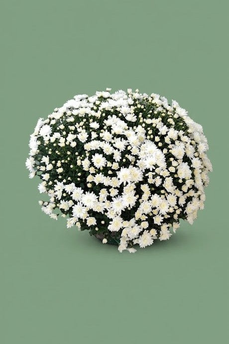 Pomponette de Chrysenthème