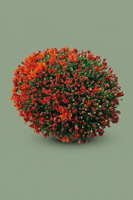 Pomponette de Chrysenthème