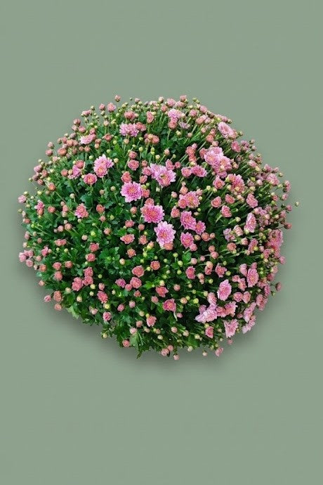Pomponette de Chrysenthème