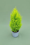 Cupressus