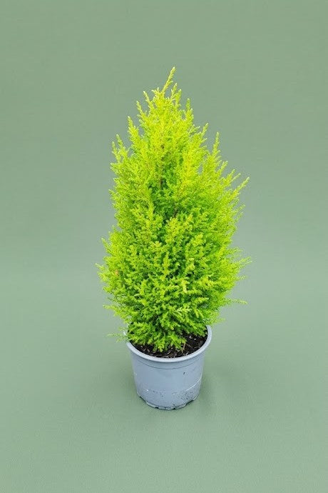 Cupressus