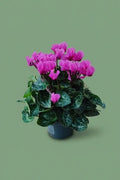 Cyclamen