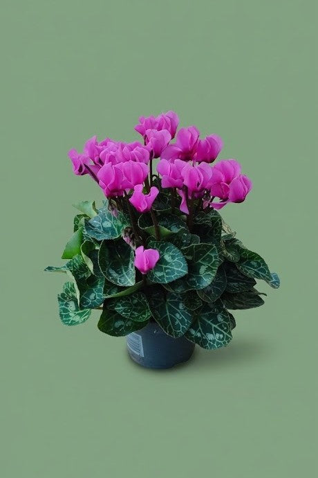 Cyclamen