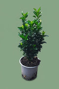 Euonymus japonicus