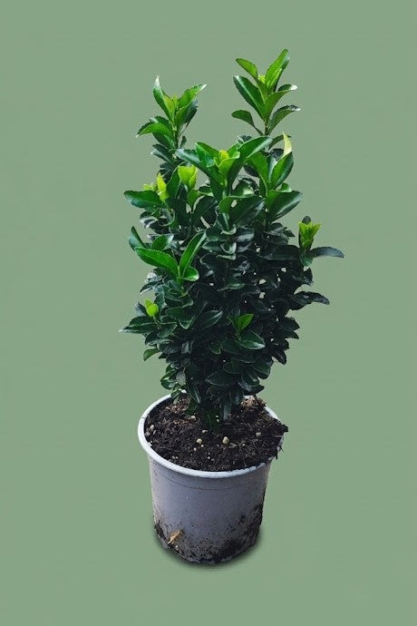 Euonymus japonicus