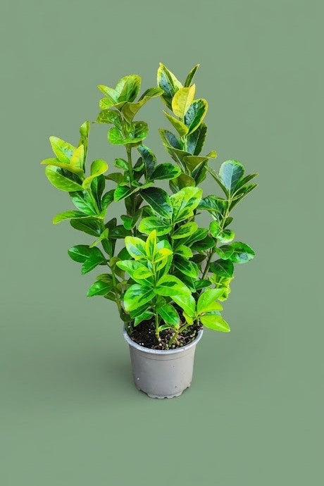 Euonymus japonicus panaché