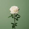 Rose blanche supplémentaire