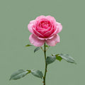 Rose supplémentaire