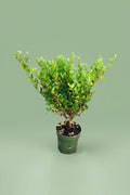 Ilex crenata