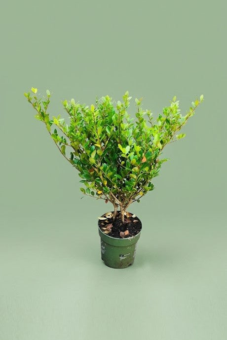 Ilex crenata