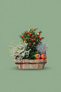 Montage de plante extérieure automnal 001