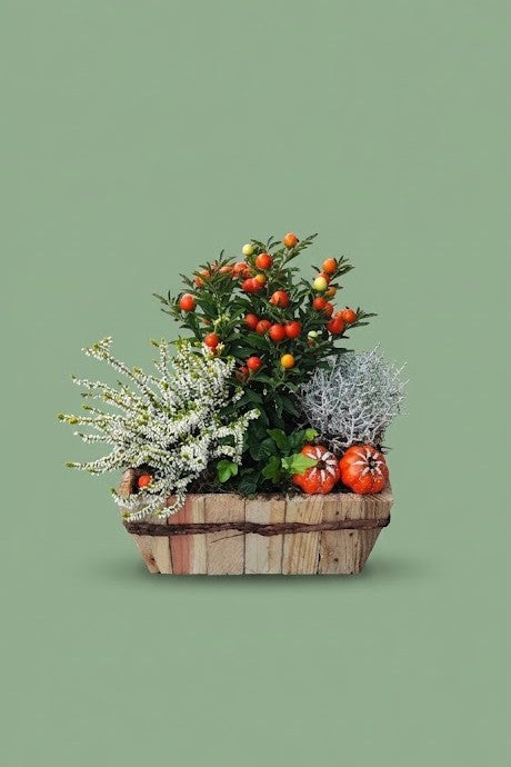 Montage de plante extérieure automnal 001