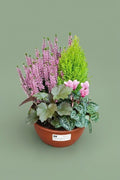 Montage de plante extérieure automnal 003