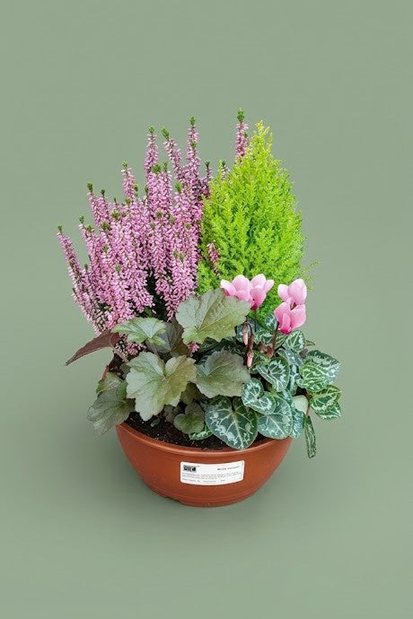Montage de plante extérieure automnal 003