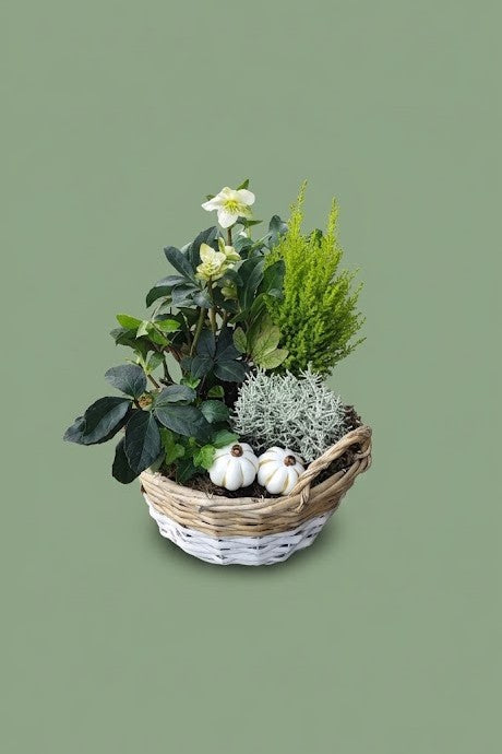 Montage de plante extérieure automnal 004