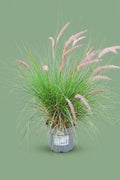 Pennisetum Hohenackeri