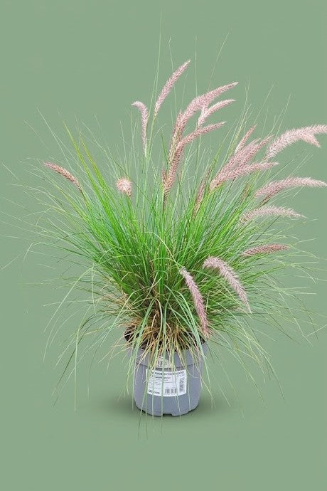 Pennisetum Hohenackeri