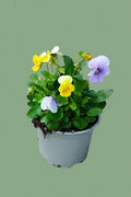 Pensée violette L