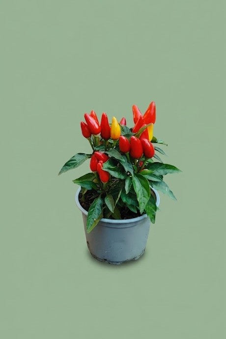 Piment d'ornement