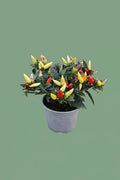 Piment d'ornement L
