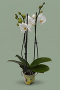 Plante orchidée colorée 001