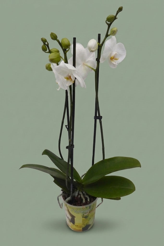 Plante orchidée colorée 001