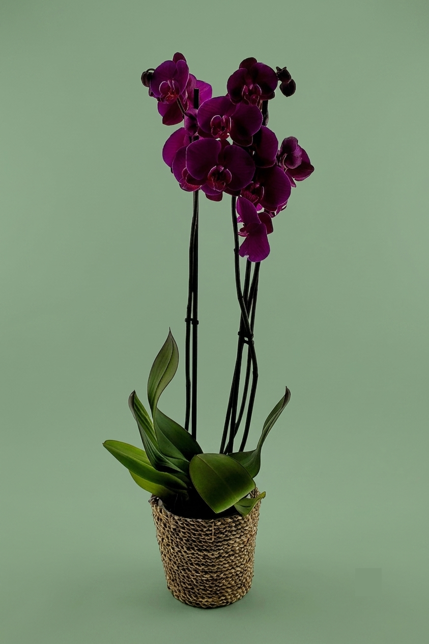 Plante orchidée colorée 001