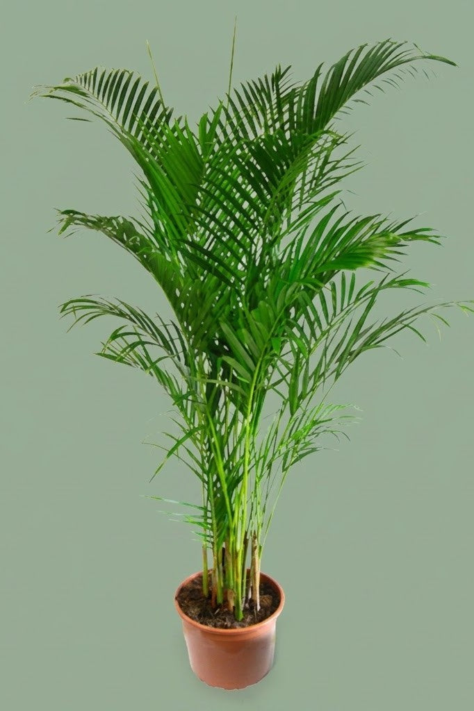 Pante d'intérieur verte : Palmier areca ou Chrysalidocarpus