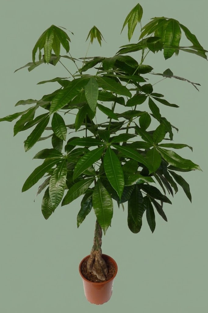 Pante d'intérieur verte : Pachira Aquatica