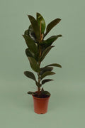 Pante d'intérieur verte : Ficus Elastica