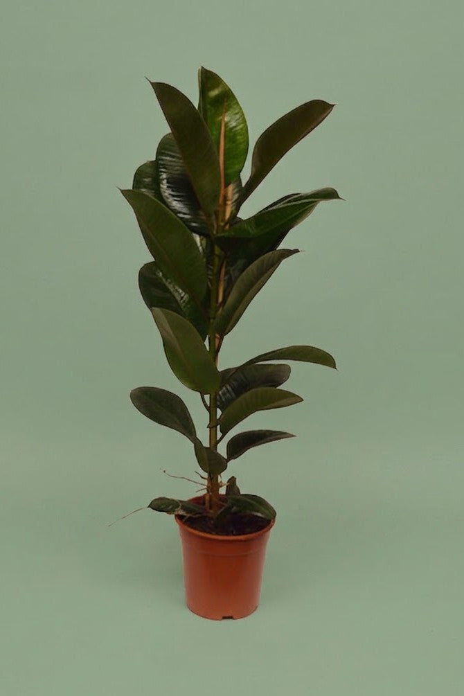 Pante d'intérieur verte : Ficus Elastica