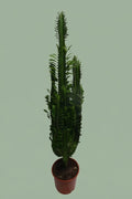 Pante d'intérieur verte : Euphorbia trigona