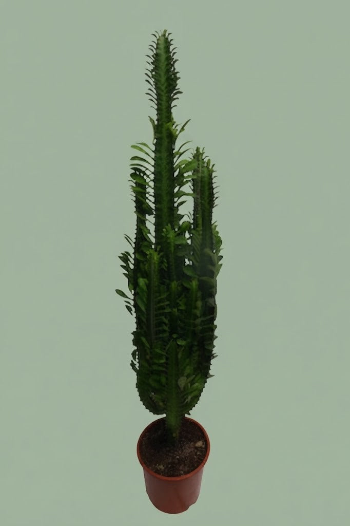 Pante d'intérieur verte : Euphorbia trigona