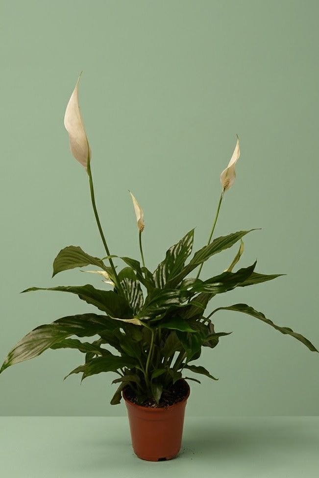 Pante d'intérieur verte : Spathiphyllum