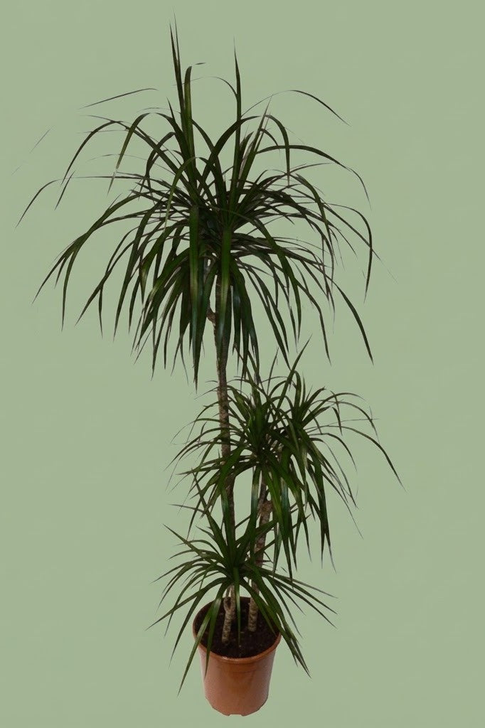 Pante d'intérieur verte : Dracaena Marginata