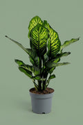 Pante d'intérieur verte : Dieffenbachia