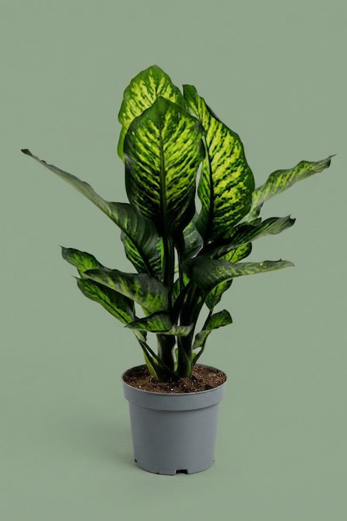 Pante d'intérieur verte : Dieffenbachia