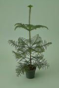 Pante d'intérieur verte : Araucaria heterophylla