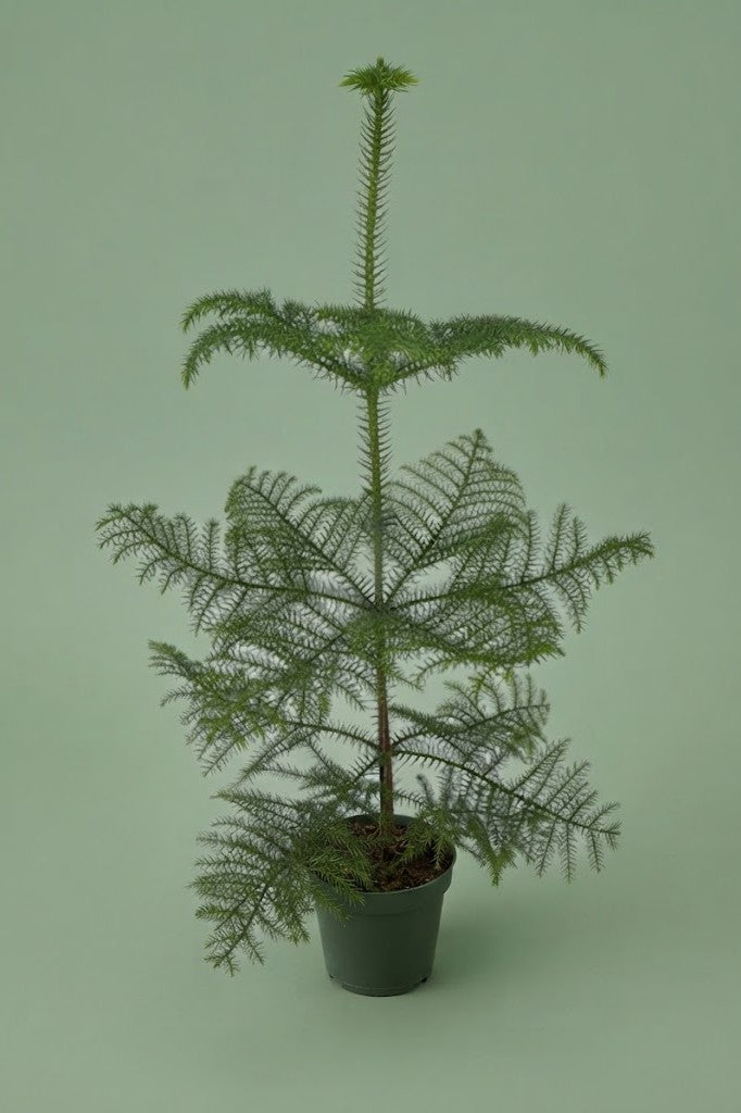 Pante d'intérieur verte : Araucaria heterophylla