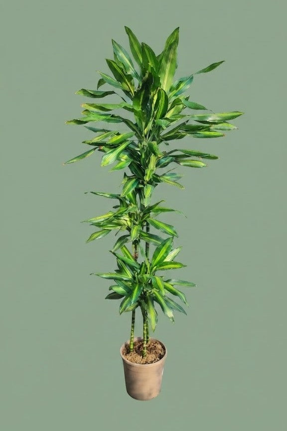 Pante d'intérieur verte : Dracaena fragrans